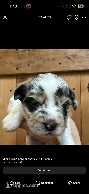 Blue merle Mini Aussie – Miniature Australian Shepherd puppy for sale in Barnum, MN