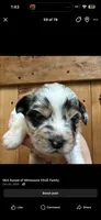 Blue merle Mini Aussie, a male Miniature Australian Shepherd for sale in Barnum, MN – 1 of 1
