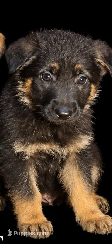 Female 2  – German Shepherd Dog puppy for sale in Barnum, MN