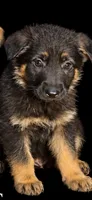Female 2 , a female German Shepherd Dog for sale in Barnum, MN – 1 of 2