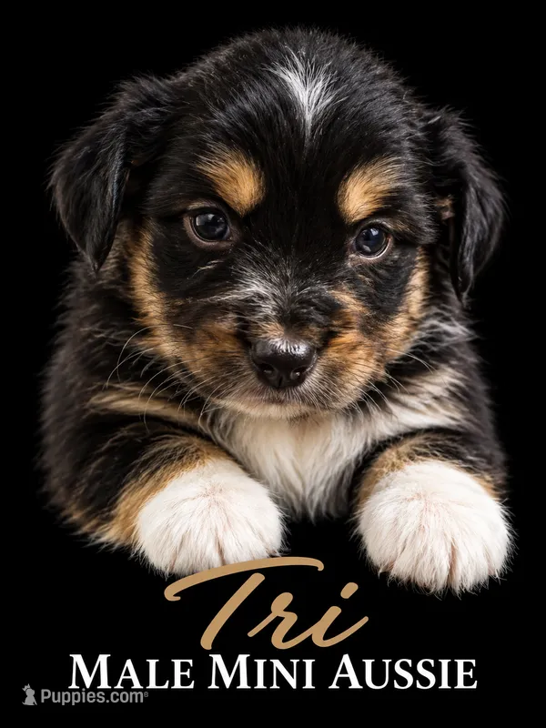 Tri Male 1  – Miniature Australian Shepherd puppy for sale in Barnum, MN