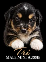 Tri Male 1 , a male Miniature Australian Shepherd for sale in Barnum, MN – 1 of 1