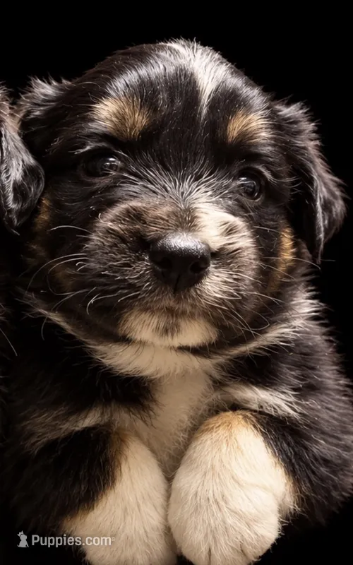 TRI mini Male Aussie 2 – Miniature Australian Shepherd puppy for sale in Barnum, MN