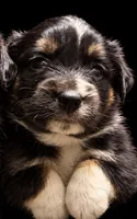 TRI mini Male Aussie 2, a male Miniature Australian Shepherd for sale in Barnum, MN – 1 of 3