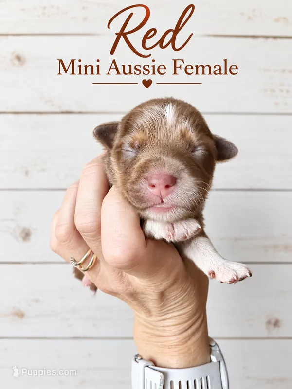 Red  – Miniature Australian Shepherd puppy for sale in Barnum, MN