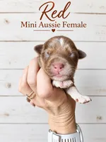 Red , a female Miniature Australian Shepherd for sale in Barnum, MN – 1 of 1