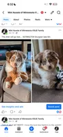 Red merle Mini Aussie, a female Miniature Australian Shepherd for sale in Barnum, MN – 1 of 1