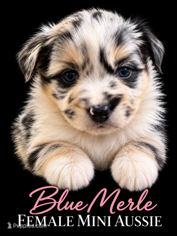 Blue Merle Female  – Miniature Australian Shepherd puppy for sale in Barnum, MN