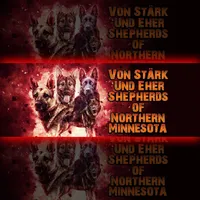 Male 1, a male German Shepherd Dog for sale in Sturgeon Lake, MN – Photo 4 of 10