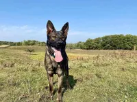 Male 1, a male German Shepherd Dog for sale in Sturgeon Lake, MN – Photo 2 of 10