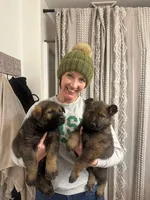 Male 1, a male German Shepherd Dog for sale in Sturgeon Lake, MN – Photo 8 of 10