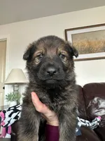 Male 1, a male German Shepherd Dog for sale in Sturgeon Lake, MN – Photo 9 of 10