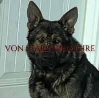 Male 1, a male German Shepherd Dog for sale in Sturgeon Lake, MN – Photo 7 of 10