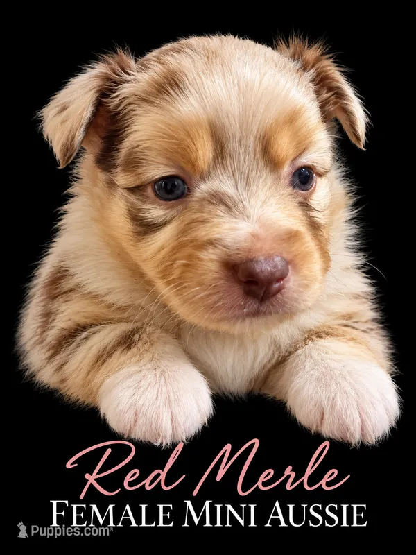 Red Merle female – Miniature Australian Shepherd puppy for sale in Barnum, MN