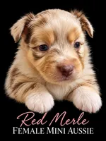 Red Merle female, a female Miniature Australian Shepherd for sale in Barnum, MN – 1 of 1