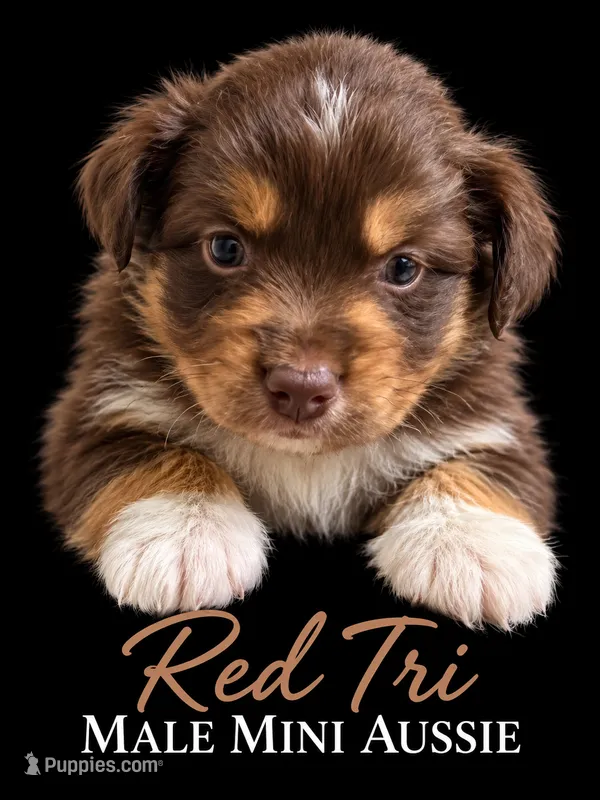 Red  – Miniature Australian Shepherd puppy for sale in Barnum, MN