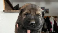 Puppy LANDED, a male German Shepherd Dog for sale in Sturgeon Lake, MN – Photo 1 of 9