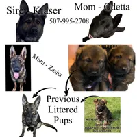Puppy LANDED, a male German Shepherd Dog for sale in Sturgeon Lake, MN – Photo 9 of 9
