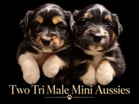 TRI mini Male Aussie 2, a male Miniature Australian Shepherd for sale in Barnum, MN – 3 of 3