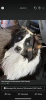 Purple Female, a female Miniature Australian Shepherd for sale in Sturgeon Lake, MN – Photo 6 of 7