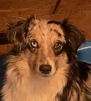 Purple Female, a female Miniature Australian Shepherd for sale in Sturgeon Lake, MN – Photo 3 of 7