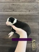 Purple Female, a female Miniature Australian Shepherd for sale in Sturgeon Lake, MN – Photo 4 of 7