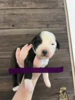 Purple Female, a female Miniature Australian Shepherd for sale in Sturgeon Lake, MN – Photo 5 of 7