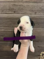 Purple Female, a female Miniature Australian Shepherd for sale in Sturgeon Lake, MN – Photo 2 of 7