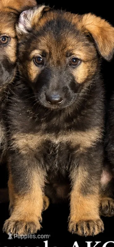Female 3 – German Shepherd Dog puppy for sale in Barnum, MN