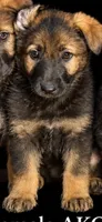 Female 3, a female German Shepherd Dog for sale in Barnum, MN – 1 of 1