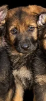 Female 4 , a female German Shepherd Dog for sale in Barnum, MN – 1 of 1