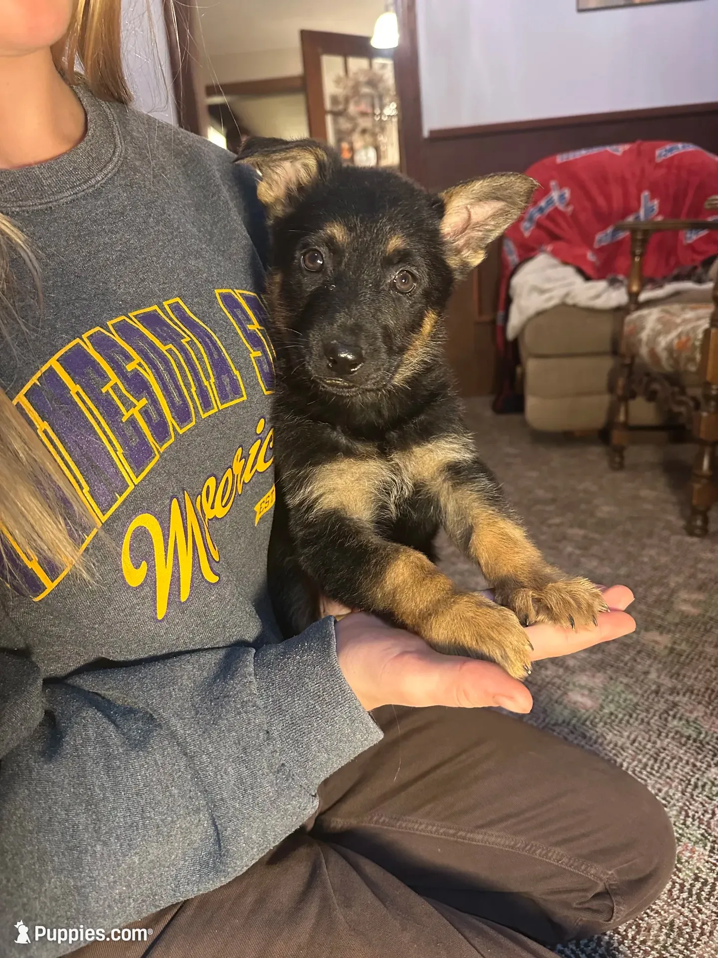Female 1 , a female German Shepherd Dog for sale in Barnum, MN – 2 of 2