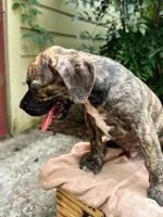 Dozey, a male Great Dane and German Shorthaired Pointer for sale in Cordele, GA – 4 of 8