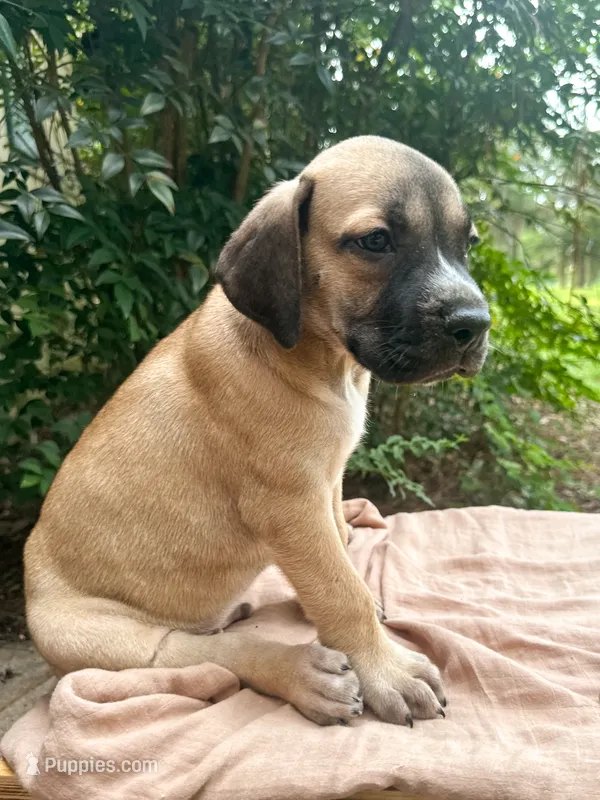 Moose – Great Dane, German Shorthaired Pointer puppy for sale in Cordele, GA
