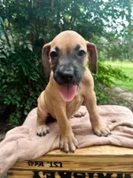 Fattie, a female Great Dane and German Shorthaired Pointer for sale in Cordele, GA – 2 of 8