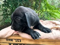 Smith, a male Great Dane and German Shorthaired Pointer for sale in Cordele, GA – 3 of 8
