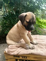 Moose, a male Great Dane and German Shorthaired Pointer for sale in Cordele, GA – 3 of 8