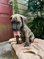 Dozey, a male Great Dane and German Shorthaired Pointer for sale in Cordele, GA – 5 of 8