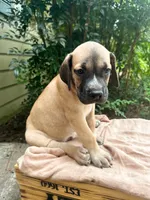 Moose, a male Great Dane and German Shorthaired Pointer for sale in Cordele, GA – 5 of 8