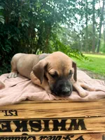 Dipsie, a female Great Dane and German Shorthaired Pointer for sale in Cordele, GA – 5 of 8