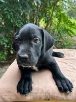 Wesson, a male Great Dane and German Shorthaired Pointer for sale in Cordele, GA – 4 of 8