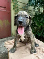 Dozey, a male Great Dane and German Shorthaired Pointer for sale in Cordele, GA – 7 of 8
