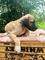 Moose, a male Great Dane and German Shorthaired Pointer for sale in Cordele, GA – 4 of 8