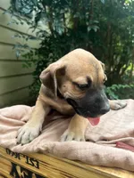 Dipsie, a female Great Dane and German Shorthaired Pointer for sale in Cordele, GA – 3 of 8