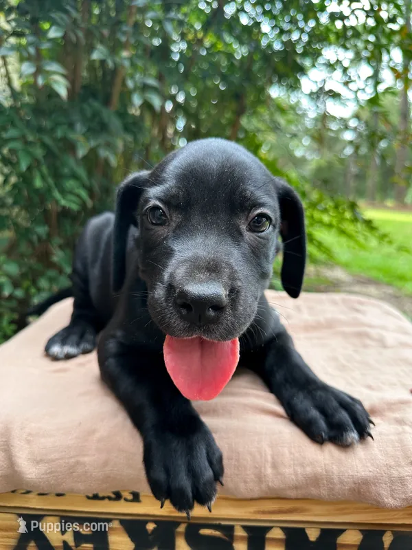 Wesson – Great Dane, German Shorthaired Pointer puppy for sale in Cordele, GA