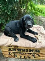 Paws, a female Great Dane and German Shorthaired Pointer for sale in Cordele, GA – 7 of 8