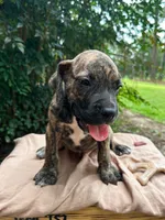 Dozey, a male Great Dane and German Shorthaired Pointer for sale in Cordele, GA – 3 of 8