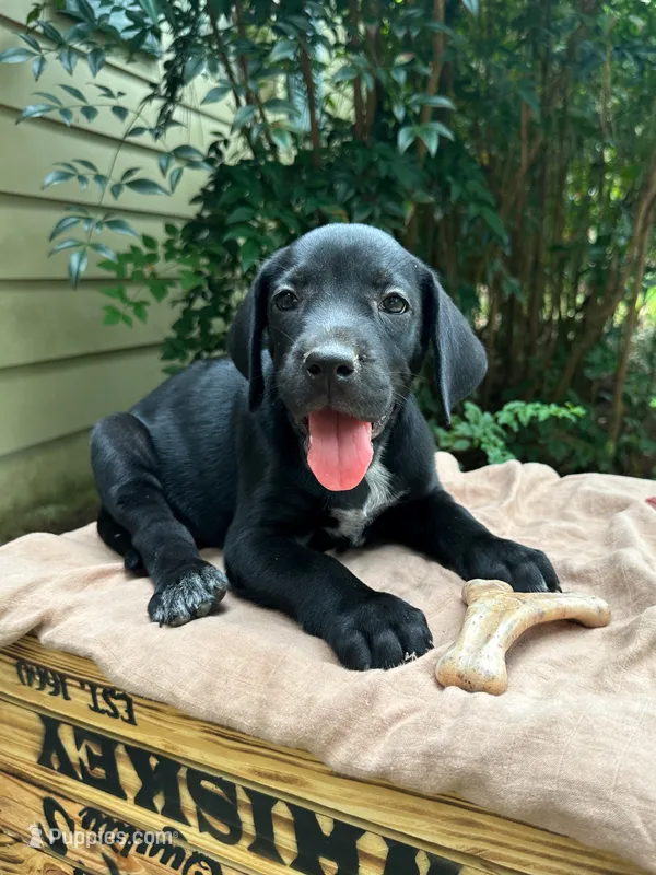 Paws – Great Dane, German Shorthaired Pointer puppy for sale in Cordele, GA