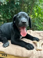 Paws, a female Great Dane and German Shorthaired Pointer for sale in Cordele, GA – 8 of 8