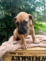 Fattie, a female Great Dane and German Shorthaired Pointer for sale in Cordele, GA – 5 of 8